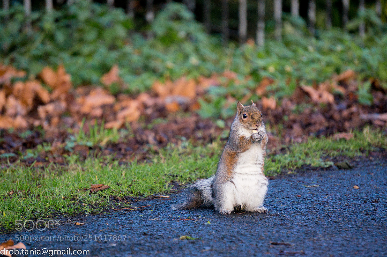 Sony Alpha NEX-5T sample photo. Squirrel standing photography