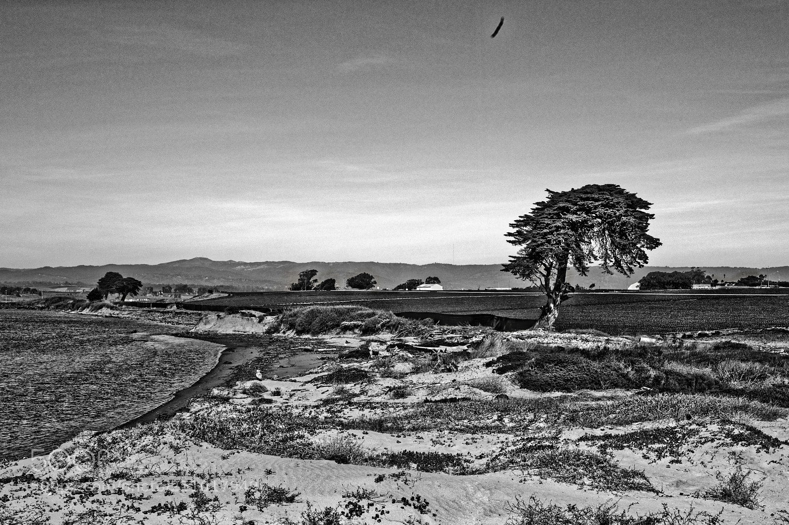 Leica M (Typ 240) sample photo. Cypress and strawberry field photography