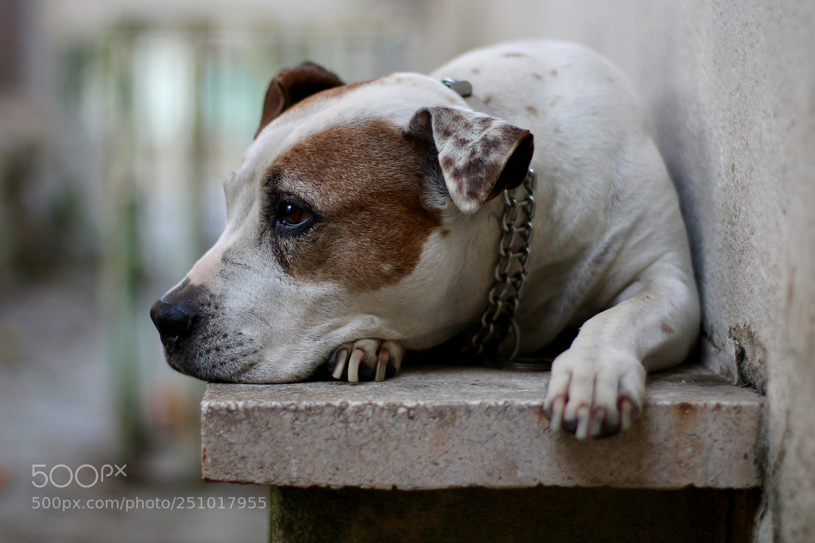 Canon EOS 60D sample photo. Tula photography