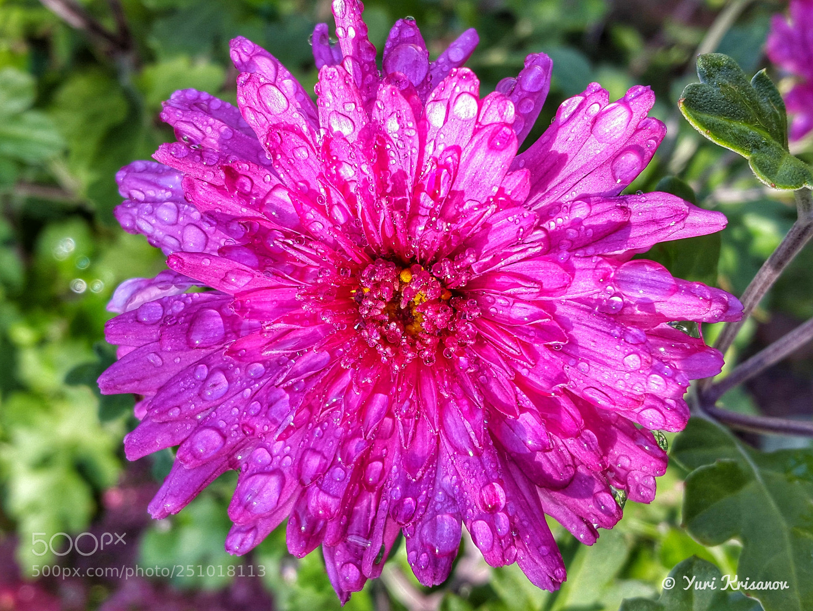 Samsung Galaxy Alpha sample photo. Aster in drops of photography