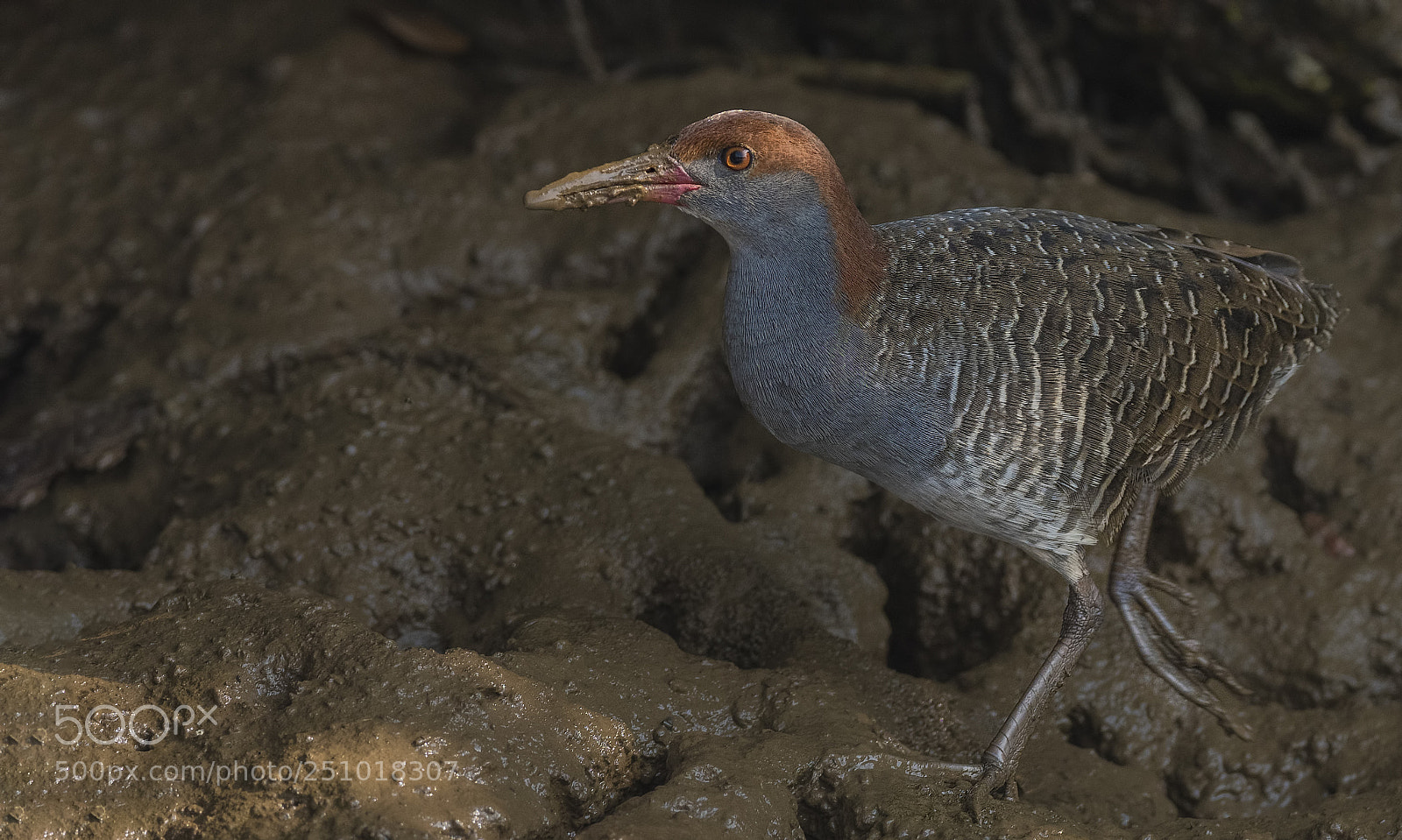 Nikon D500 sample photo. Slaty breasted rail photography