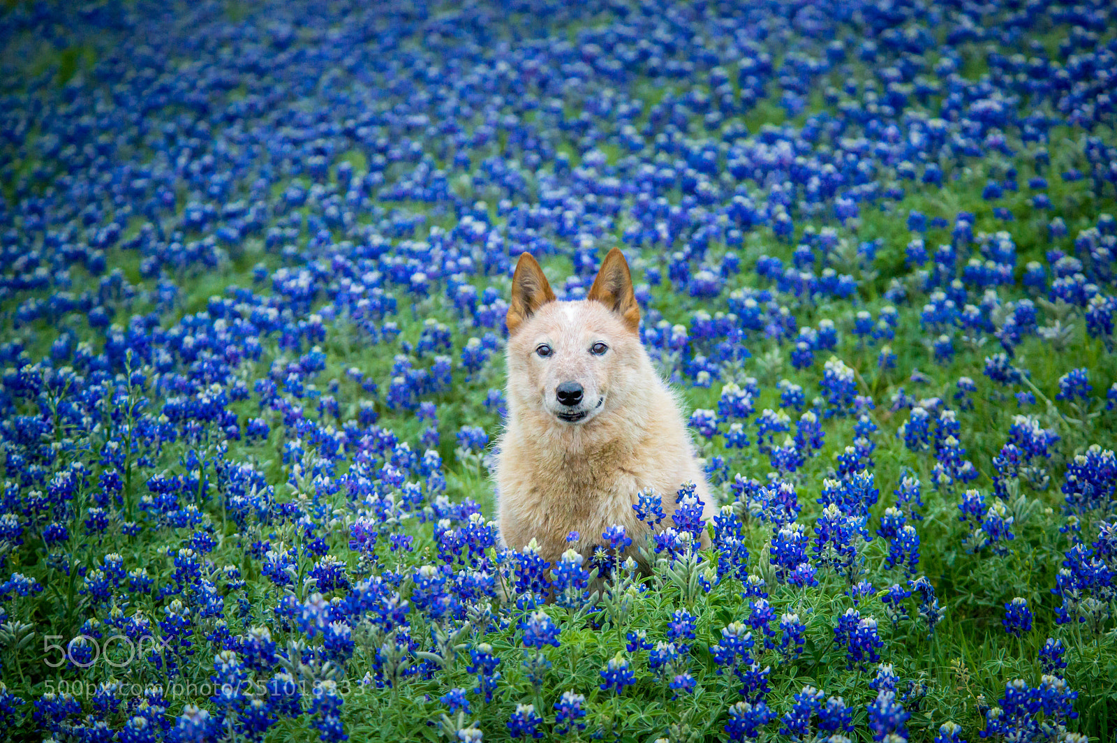 Nikon D600 sample photo. Spring has sprung photography