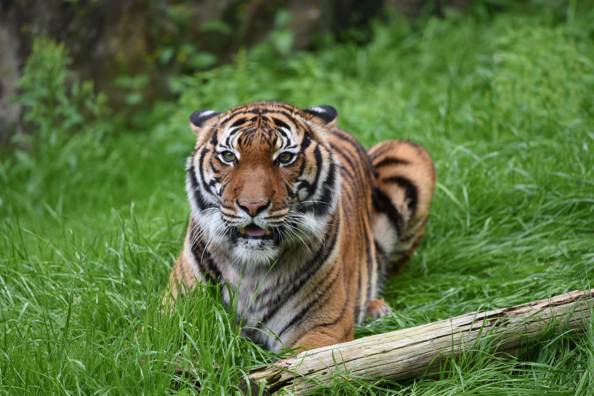 Sigma 150-600mm F5-6.3 DG OS HSM | C sample photo. My first photography