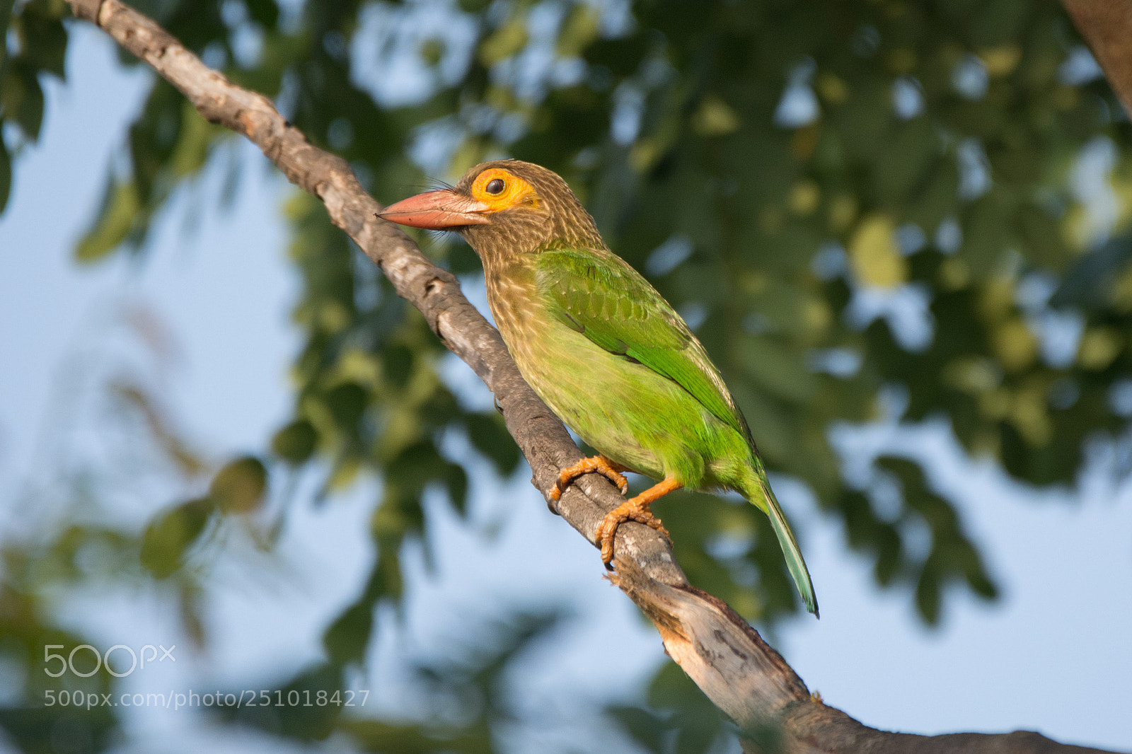 Nikon D7200 sample photo. Brown headed barbet (dsc_5611) photography