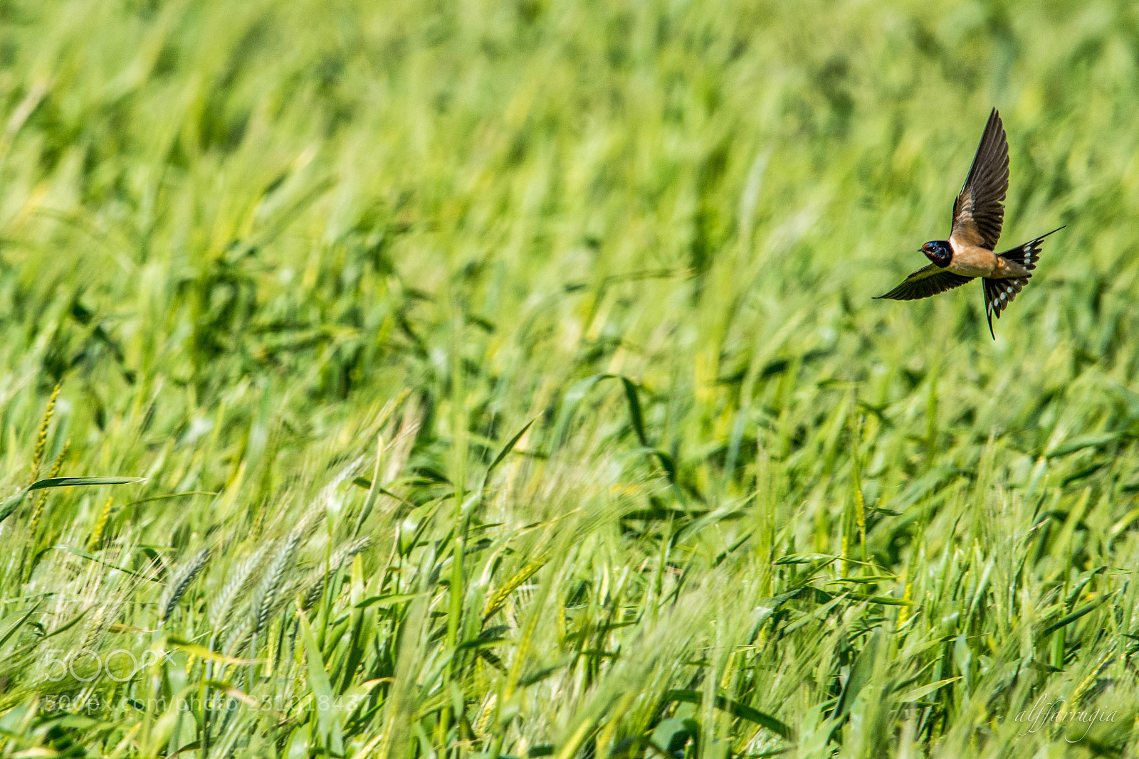 Nikon D7200 sample photo. Swallows photography