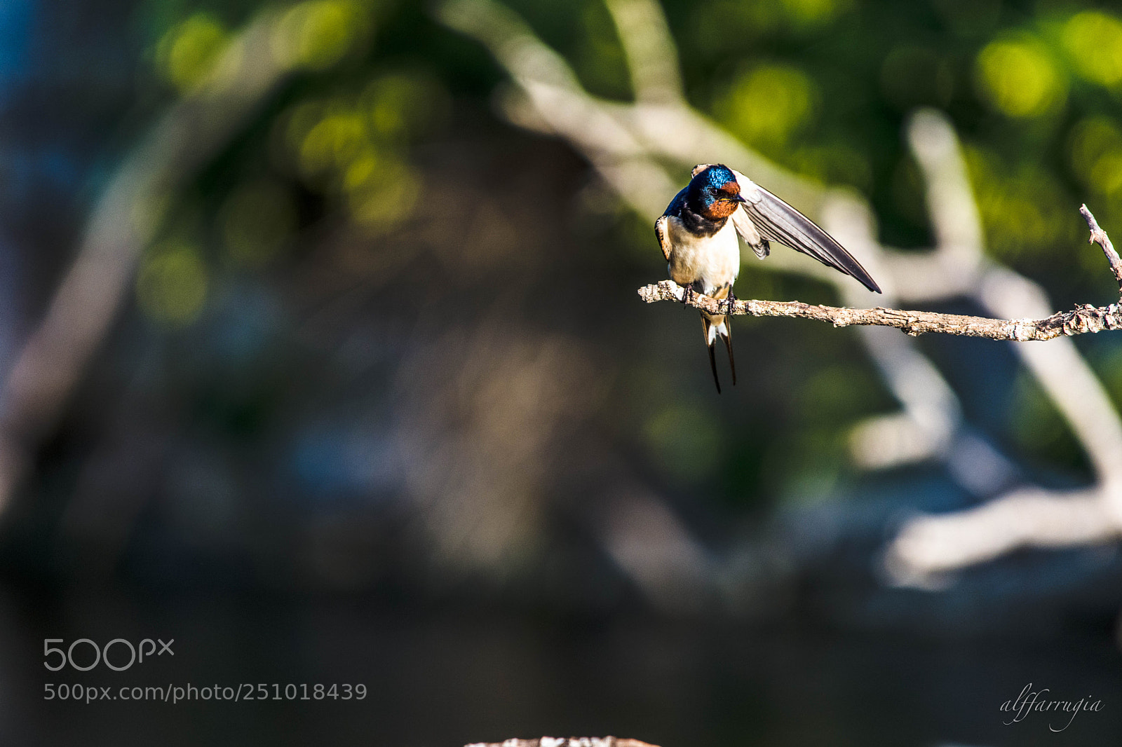 Nikon D7200 sample photo. Swallows photography