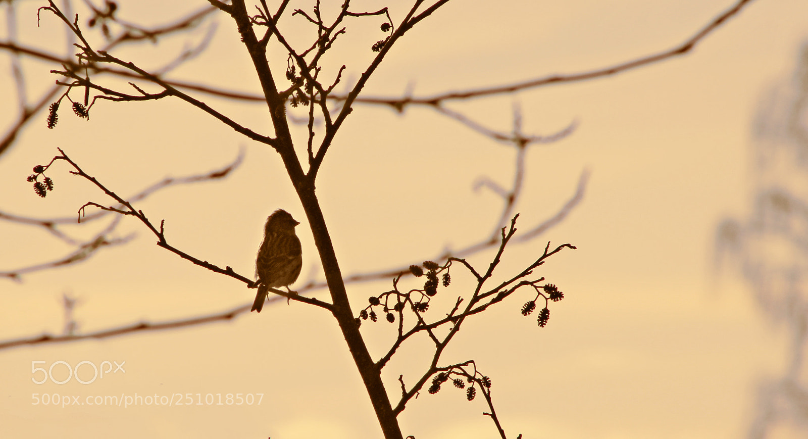 Canon EOS 600D (Rebel EOS T3i / EOS Kiss X5) sample photo. Silhouette. photography