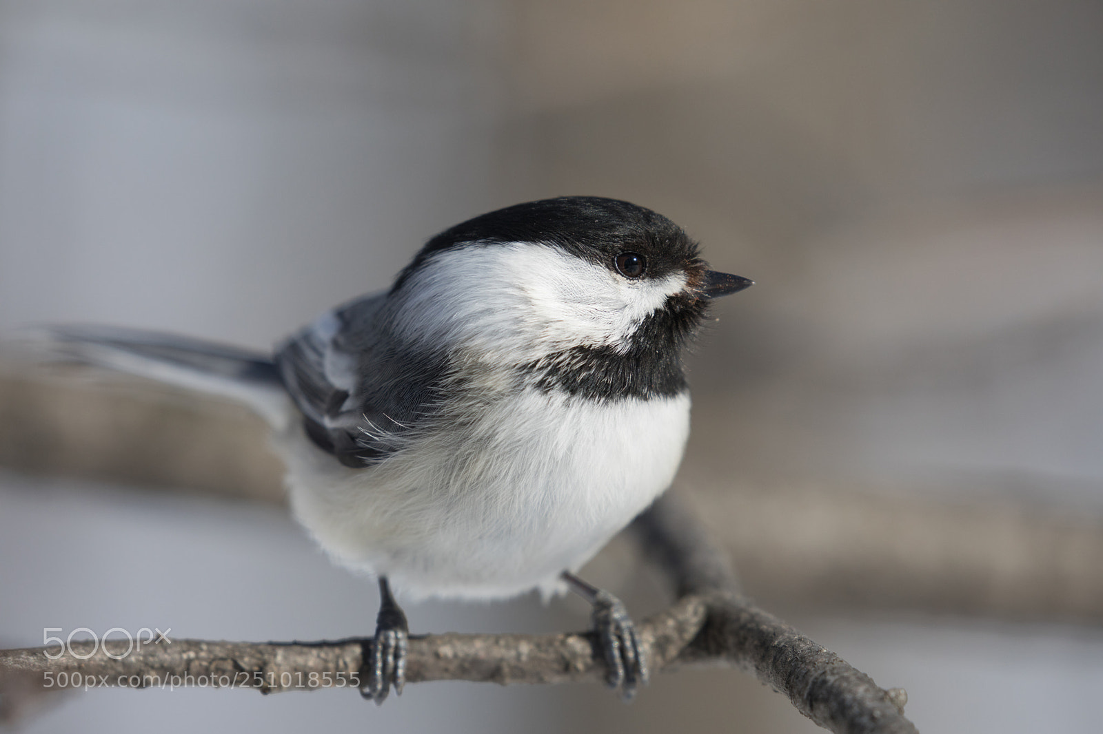 Canon EOS 5D Mark IV sample photo. Short beak photography