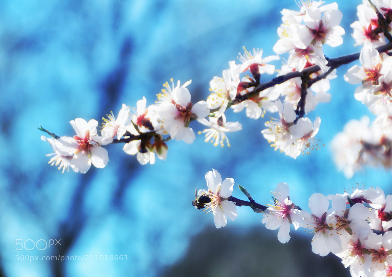Nikon D5100 sample photo. Flower vs bee photography