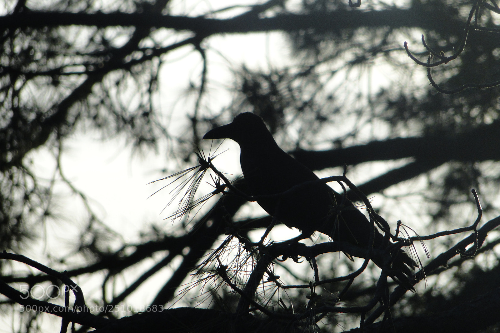 Sony Cyber-shot DSC-HX1 sample photo. Himmalyas birds photography