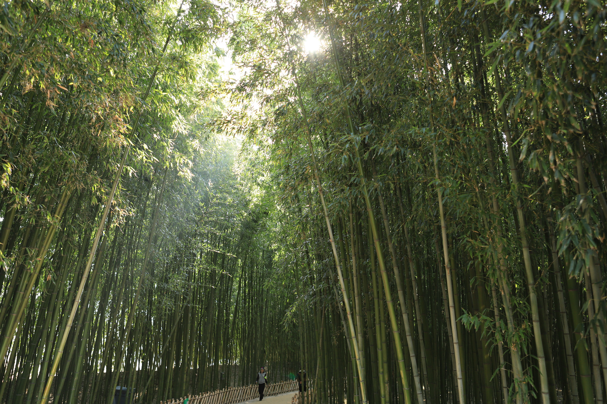 Canon EF 24-70mm F2.8L USM sample photo. Bamboo forest photography