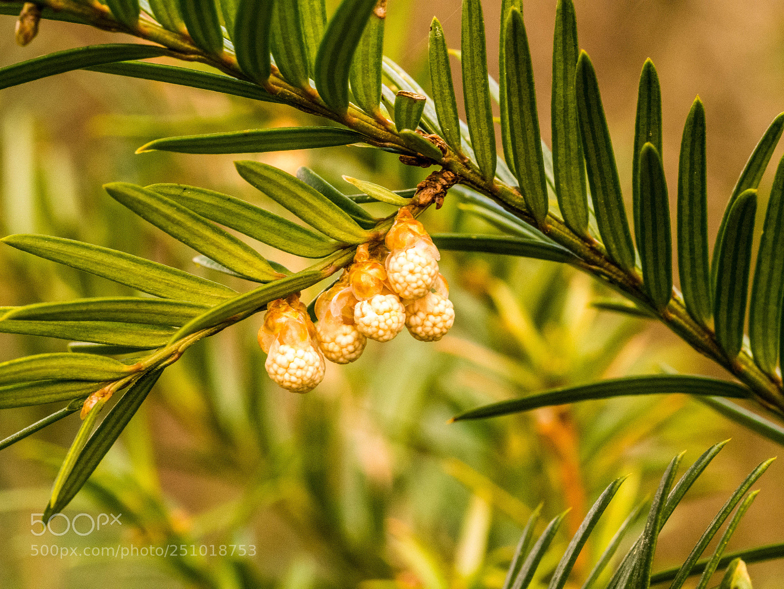 Panasonic DMC-G81 sample photo. Eibenaustrieb photography