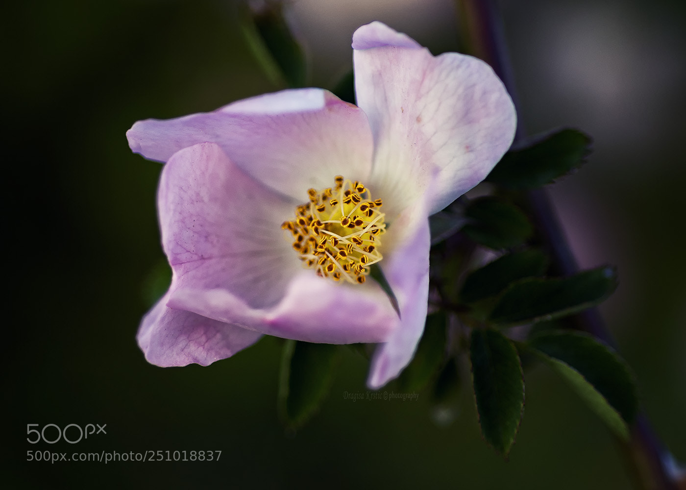 Nikon D7100 sample photo. Friendly f photography