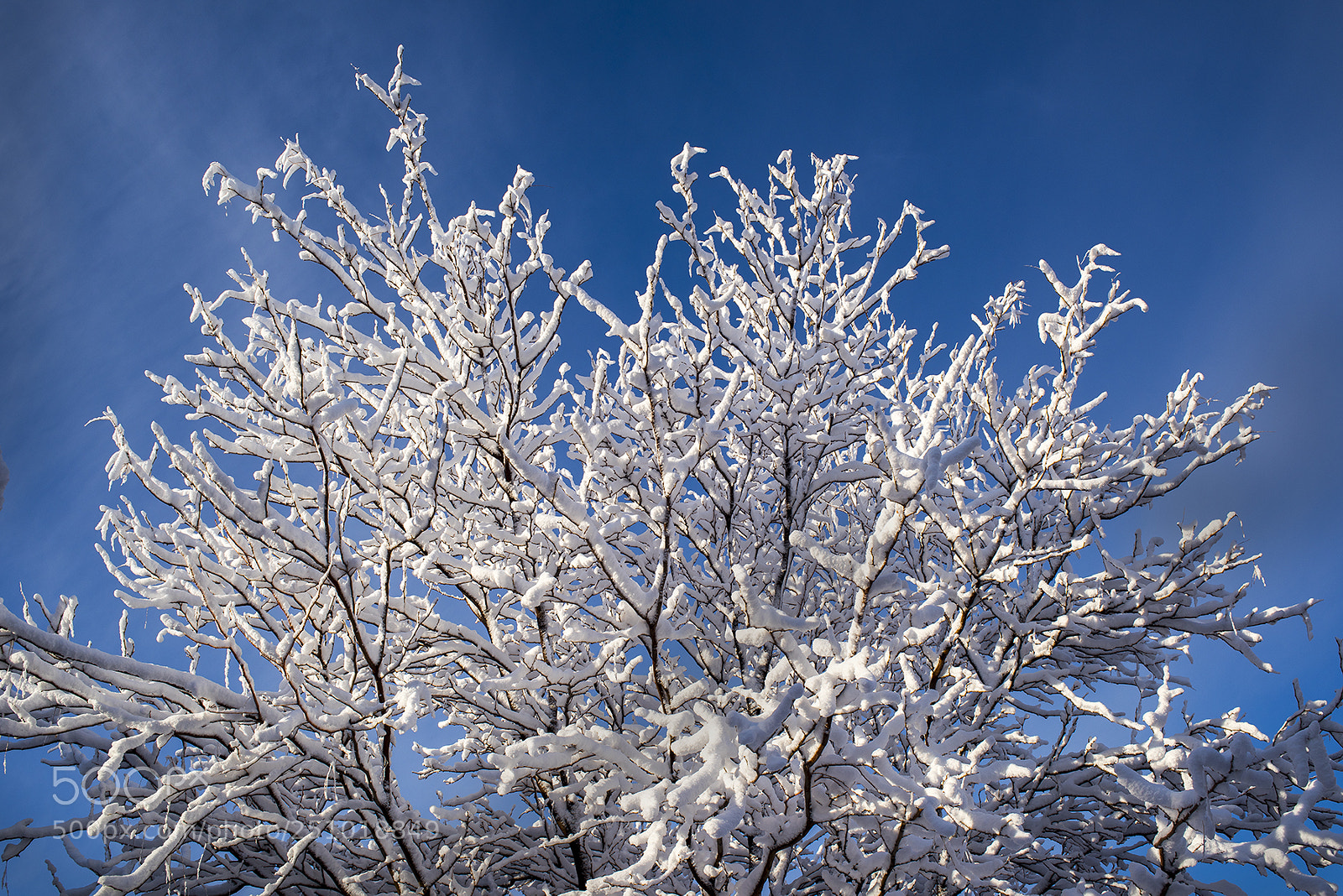 Nikon D810 sample photo. Spring snow photography