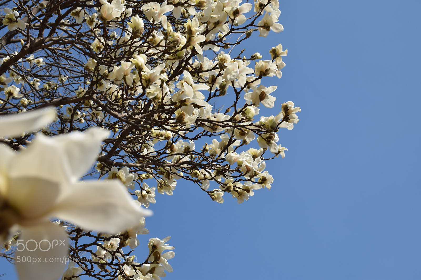 Nikon D5300 sample photo. Beautiful magnolia on campus~ photography