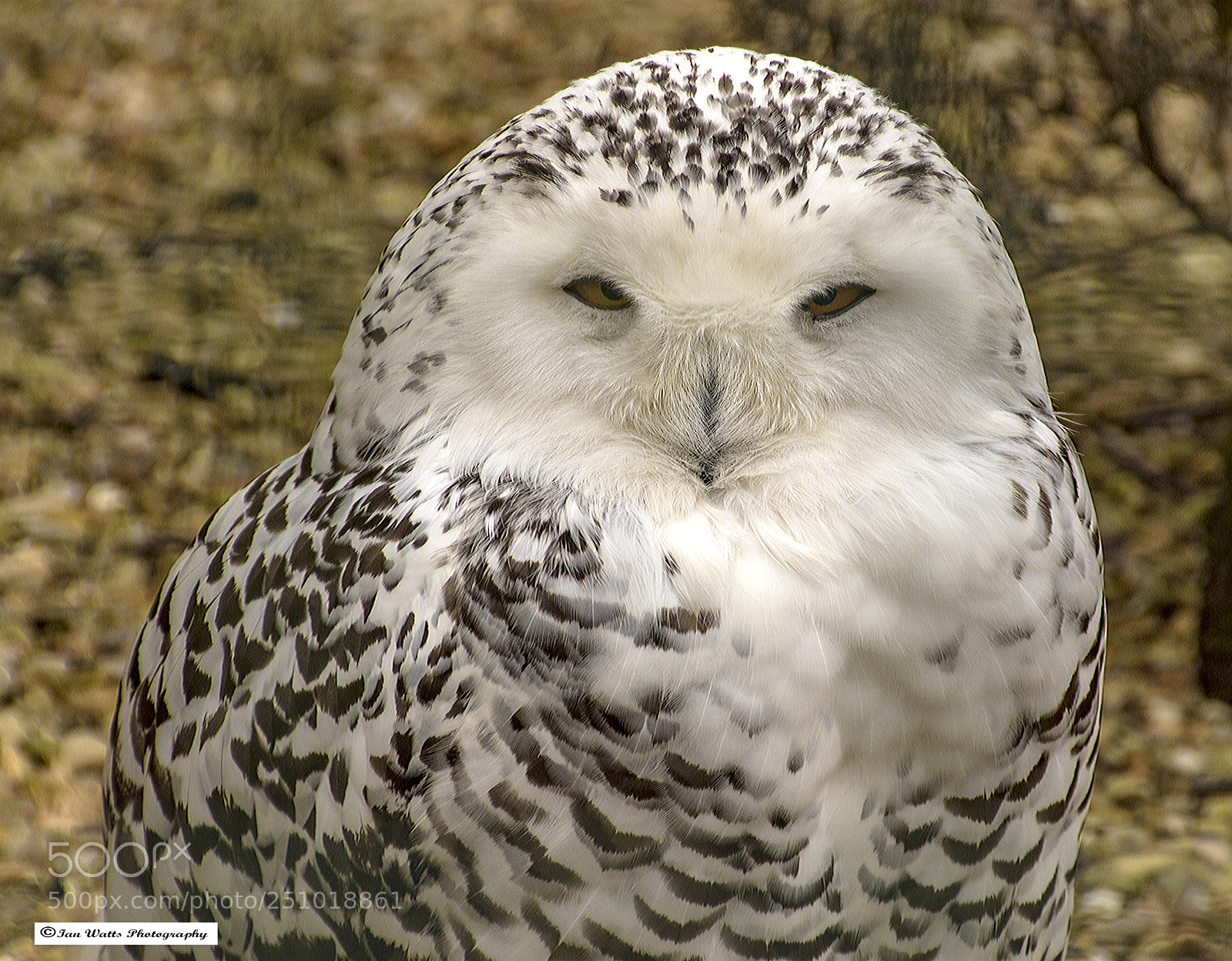 Canon EOS 750D (EOS Rebel T6i / EOS Kiss X8i) sample photo. Snowy owl head and photography