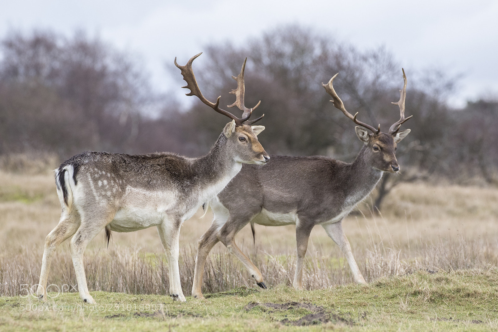 Canon EOS 7D Mark II sample photo. Fallow deer in winter photography
