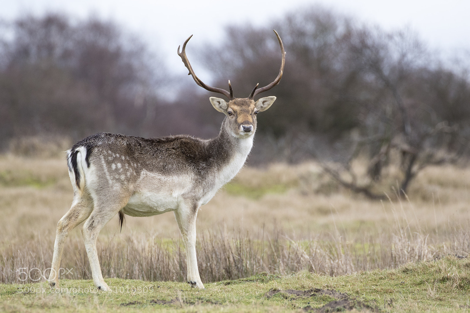Canon EOS 7D Mark II sample photo. Fallow deer in winter photography
