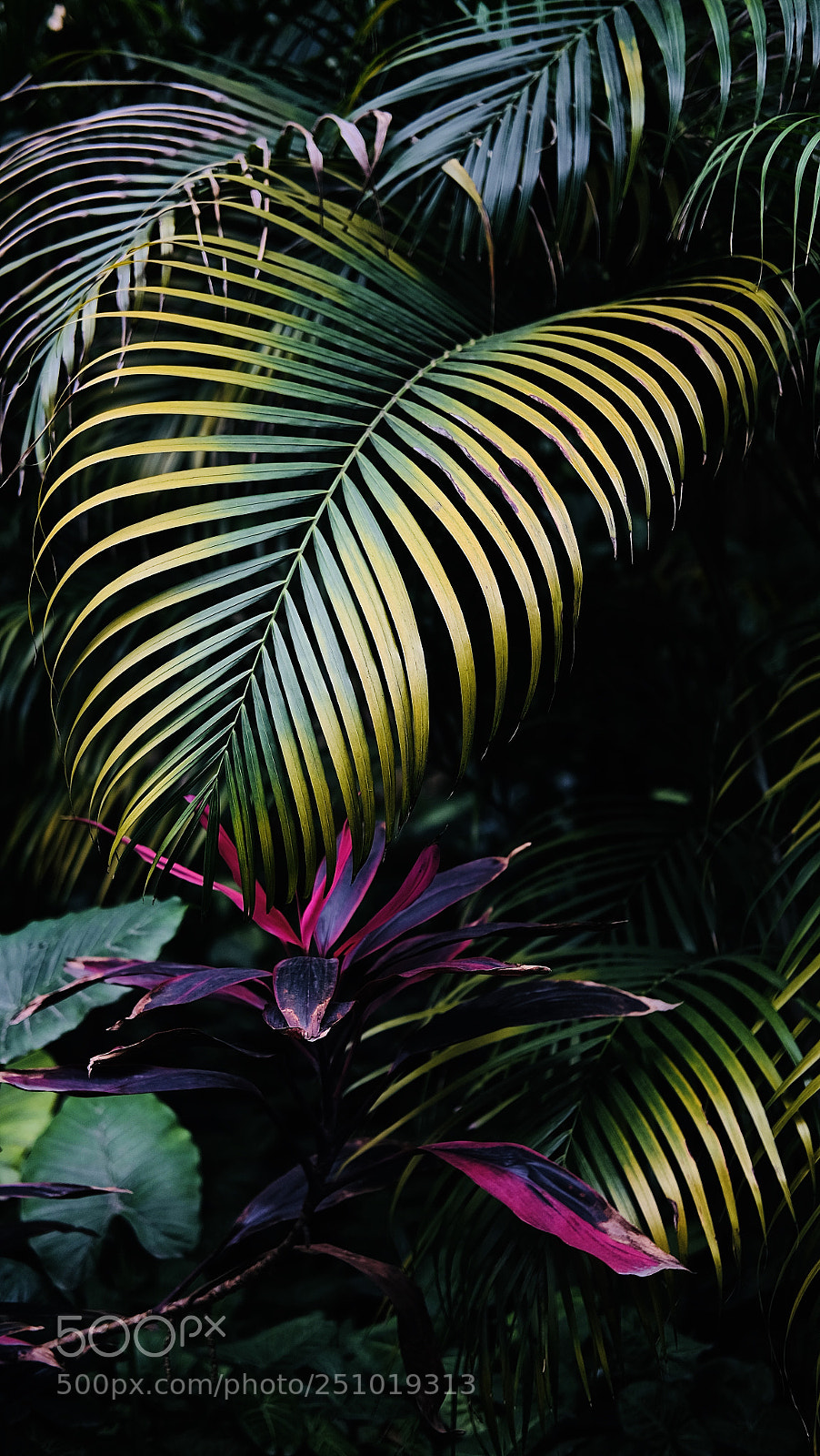 Fujifilm X-T1 sample photo. City jungle photography