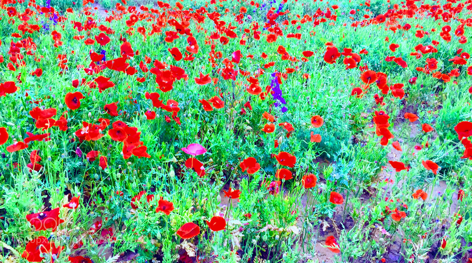 Apple iPhone 6 sample photo. Field of poppy’s photography