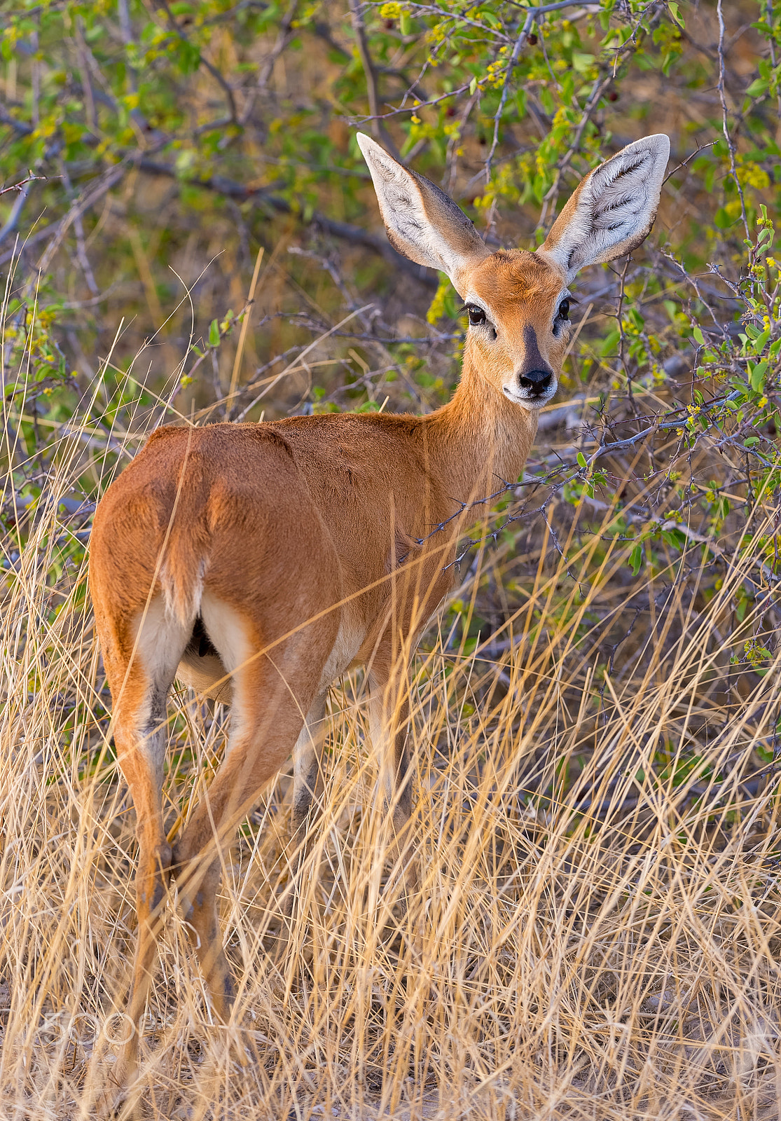 Nikon D4S + Nikon AF-S Nikkor 200-400mm F4G ED-IF VR sample photo. Beautiful steenbok photography