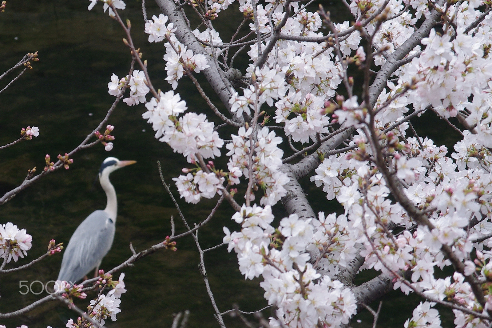 Pentax K-x sample photo. Japanese spring 日本の春 photography