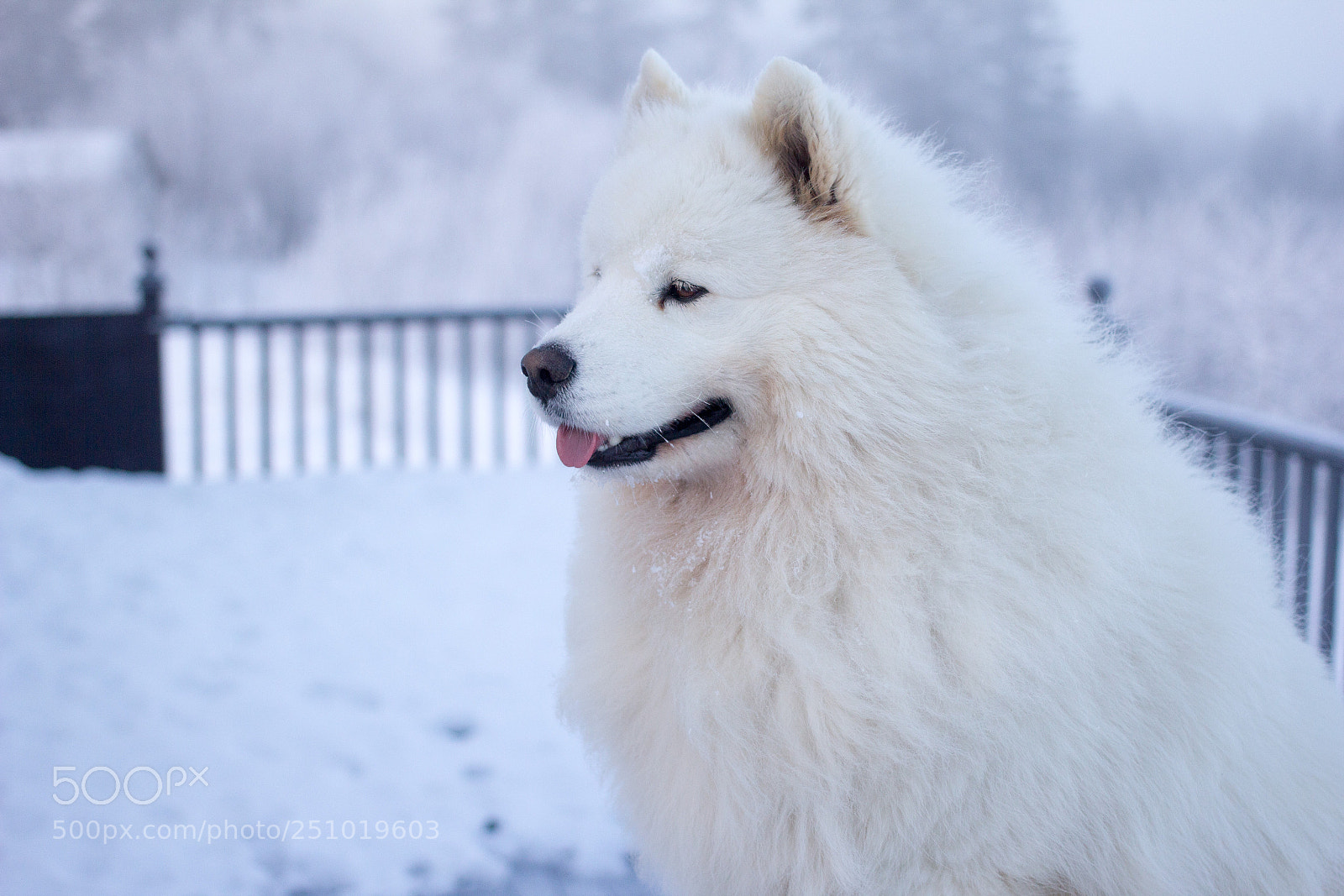 Canon EOS 60D sample photo. Happy - joyeuse photography
