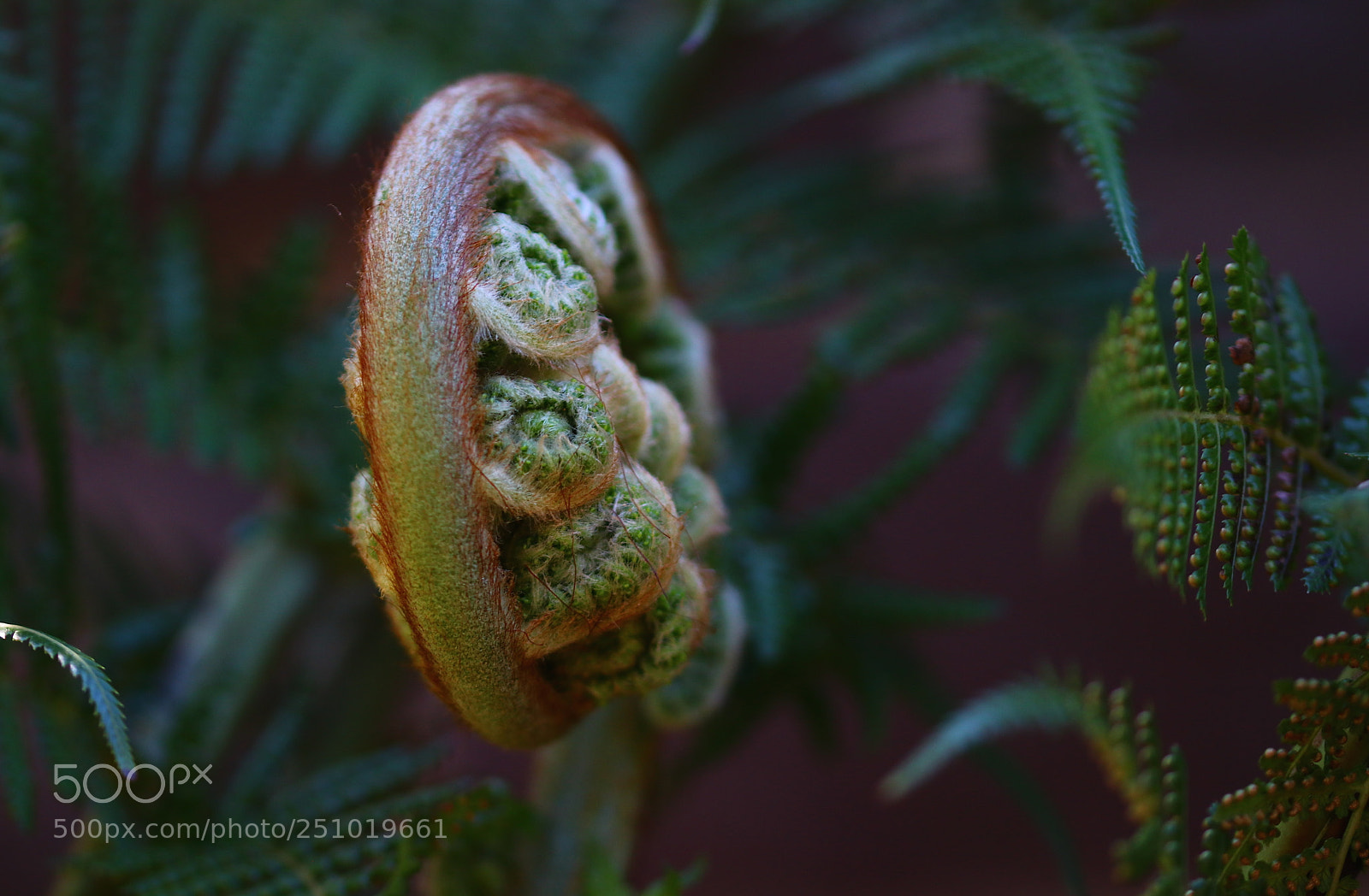 Canon EOS 80D sample photo. Spring in california photography