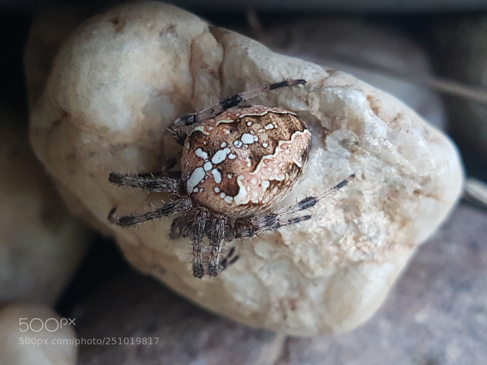 Samsung Galaxy S7 Edge sample photo. Small spider photography