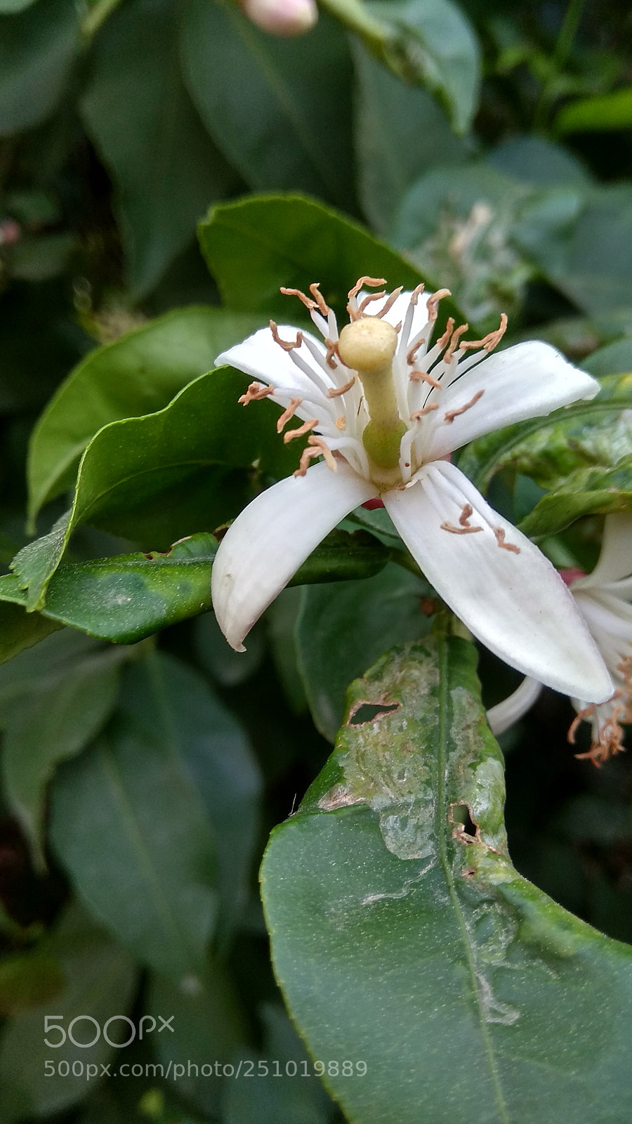 Xiaomi Redmi Note 4 sample photo. Untitled photography