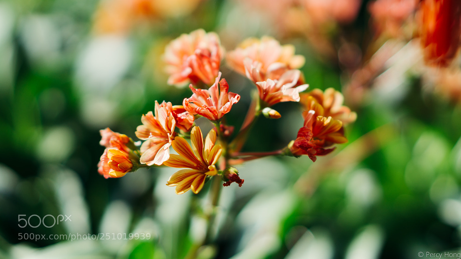 Sony a6000 sample photo. Orange and green photography