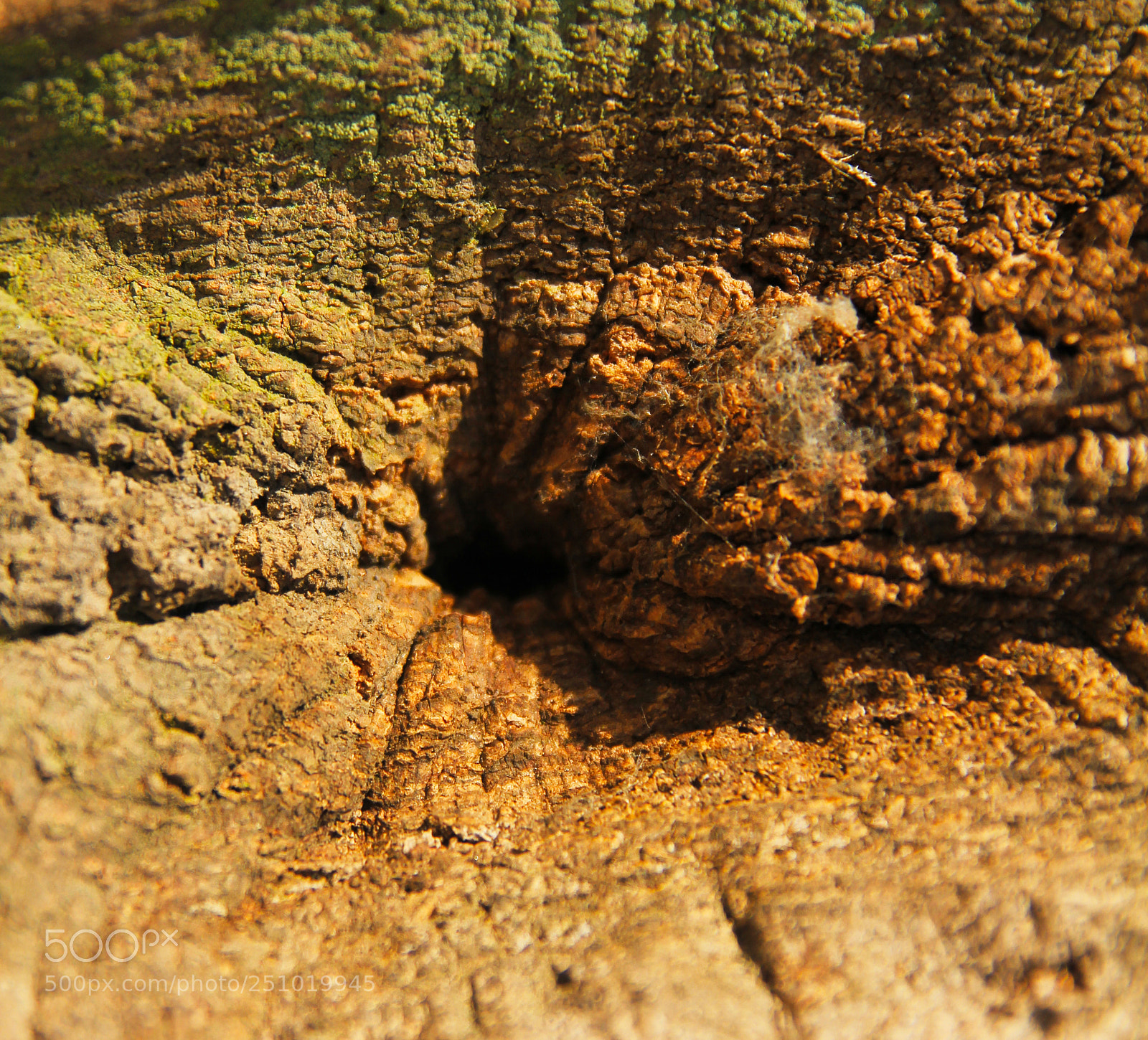 Canon EOS 550D (EOS Rebel T2i / EOS Kiss X4) sample photo. Bark of oak tree photography
