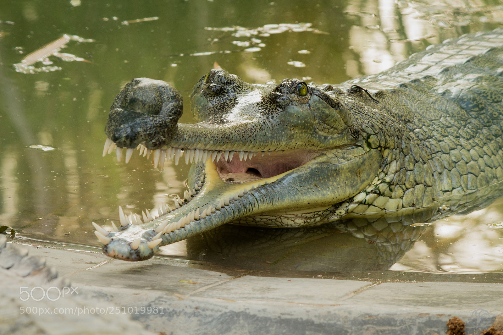 Canon EOS 700D (EOS Rebel T5i / EOS Kiss X7i) sample photo. Crocodile photography