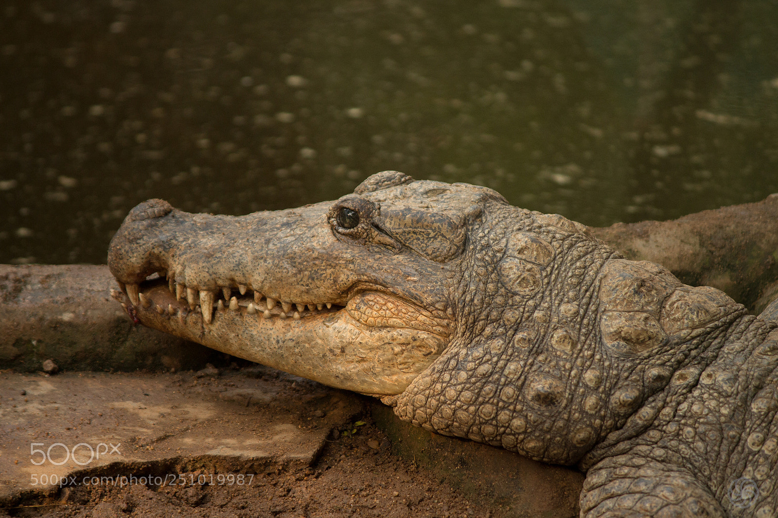 Canon EOS 700D (EOS Rebel T5i / EOS Kiss X7i) sample photo. Crocodile photography