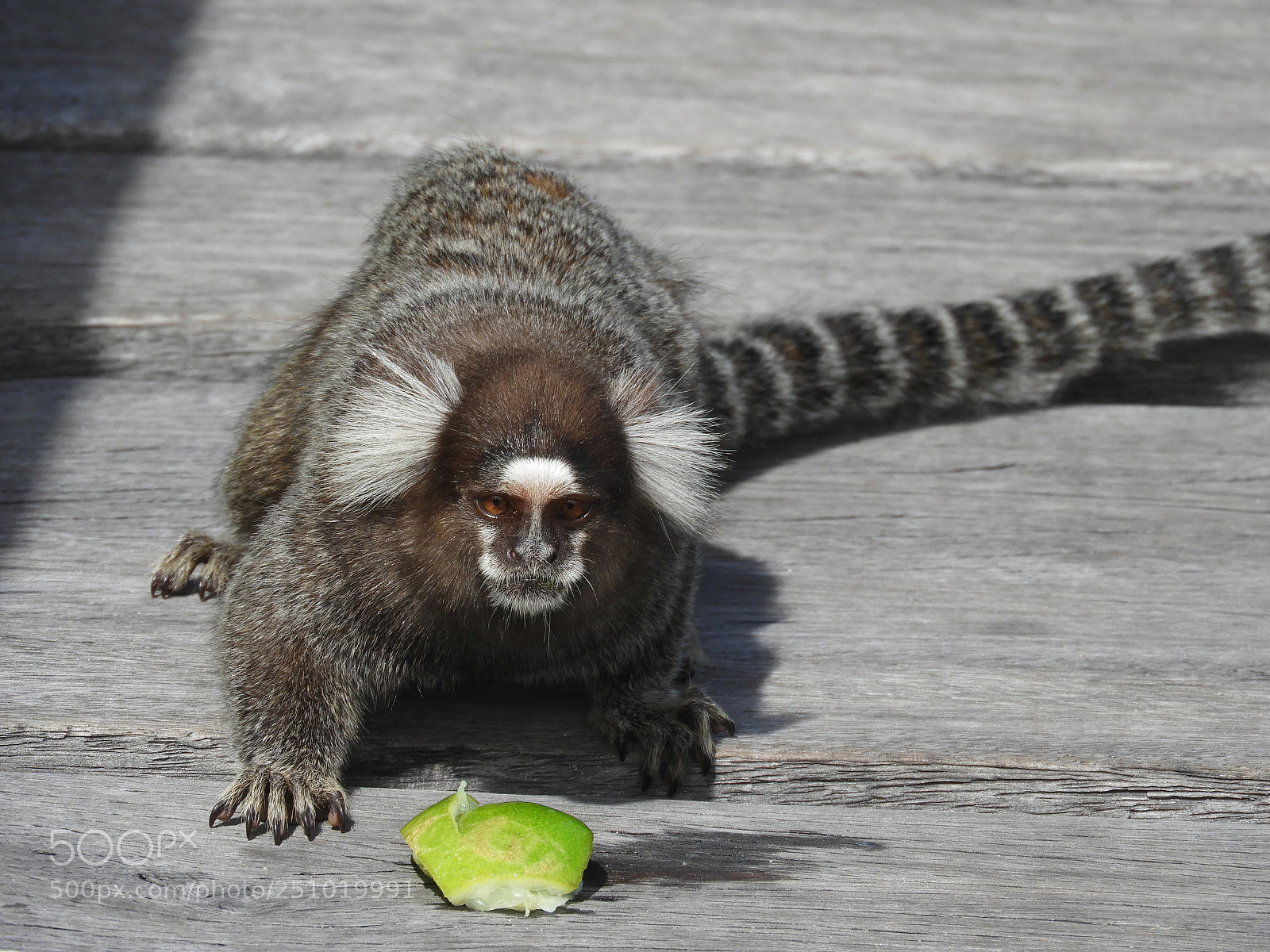 Nikon Coolpix B700 sample photo. Cute monkey photography