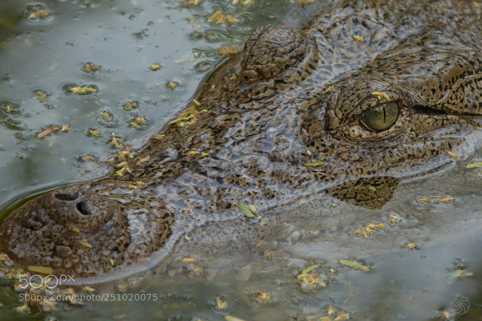 Canon EOS 700D (EOS Rebel T5i / EOS Kiss X7i) sample photo. Crocodile photography