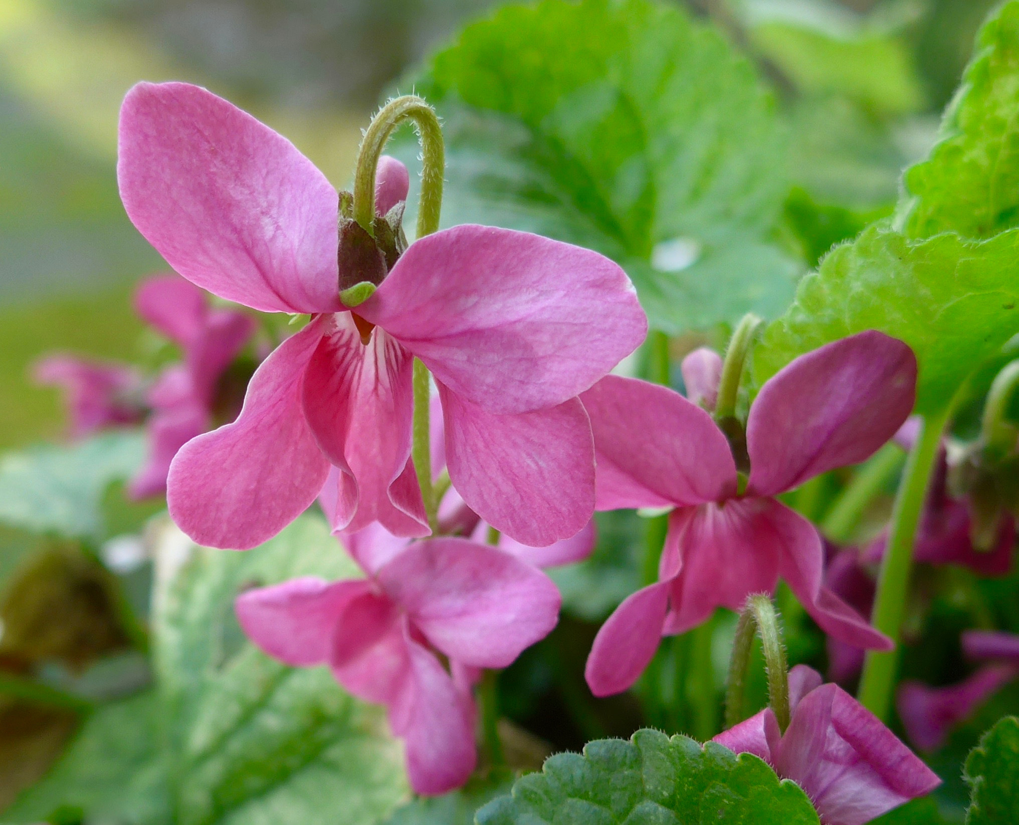 Leica C (Typ 112) sample photo. Viola odorata "coeur d'alsace" photography