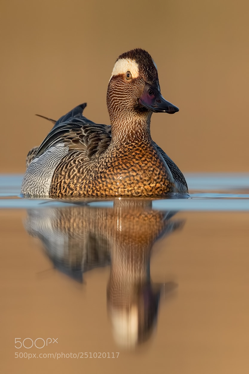 Canon EOS 5D Mark IV sample photo. Garganey reflection photography