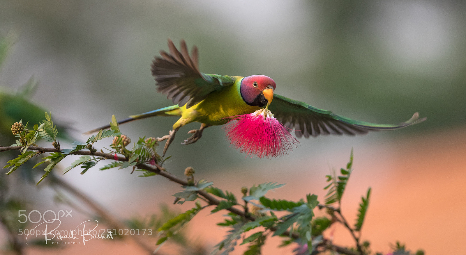Canon EOS-1D X Mark II sample photo. Flight photography
