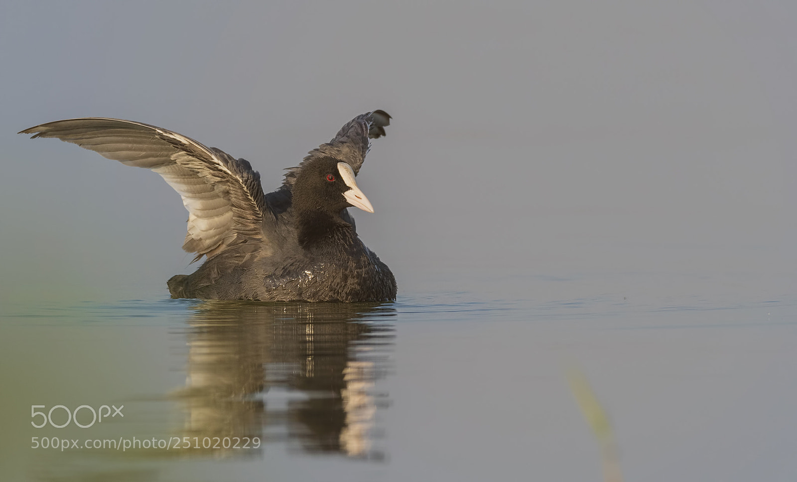 Nikon D500 sample photo. Eurasian coot photography