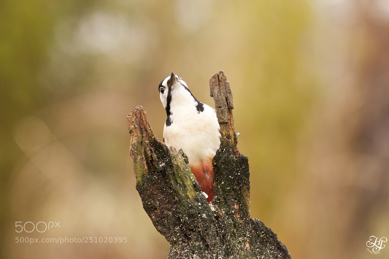 Canon EOS 5D Mark II sample photo. Woodpecker looking up photography