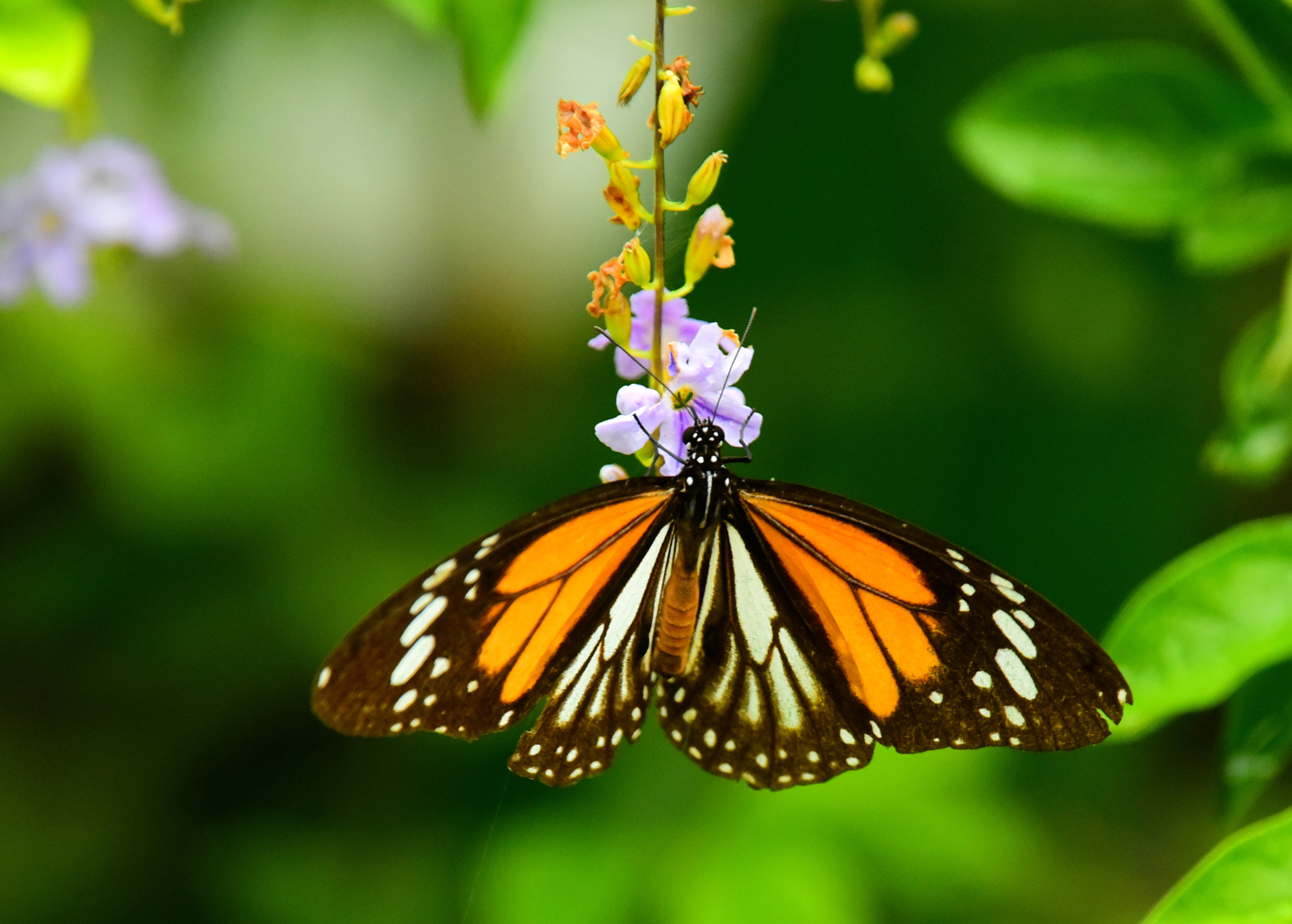 Nikon D750 + Nikon Nikkor AF-S 300mm F4E PF ED VR sample photo. Orange butterfly photography