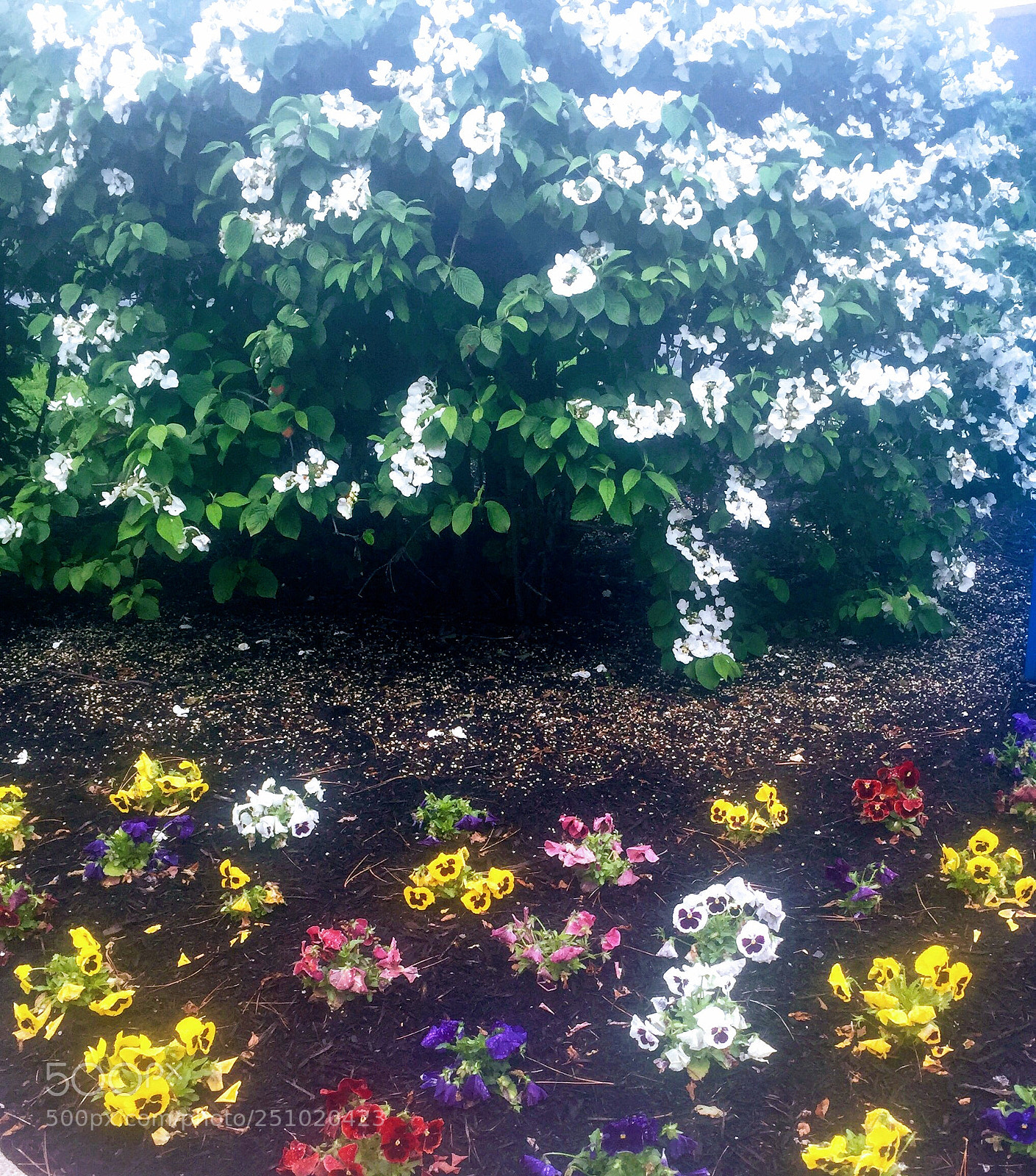 Apple iPhone 6 sample photo. Assorted array of beautiful photography