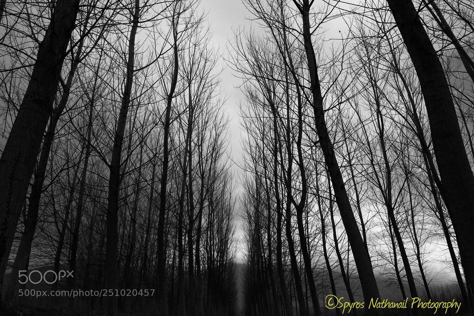 Nikon D800 sample photo. Untitled photography