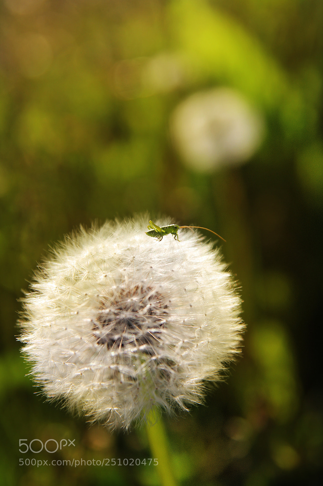 Canon EOS 550D (EOS Rebel T2i / EOS Kiss X4) sample photo. A small grasshopper on photography