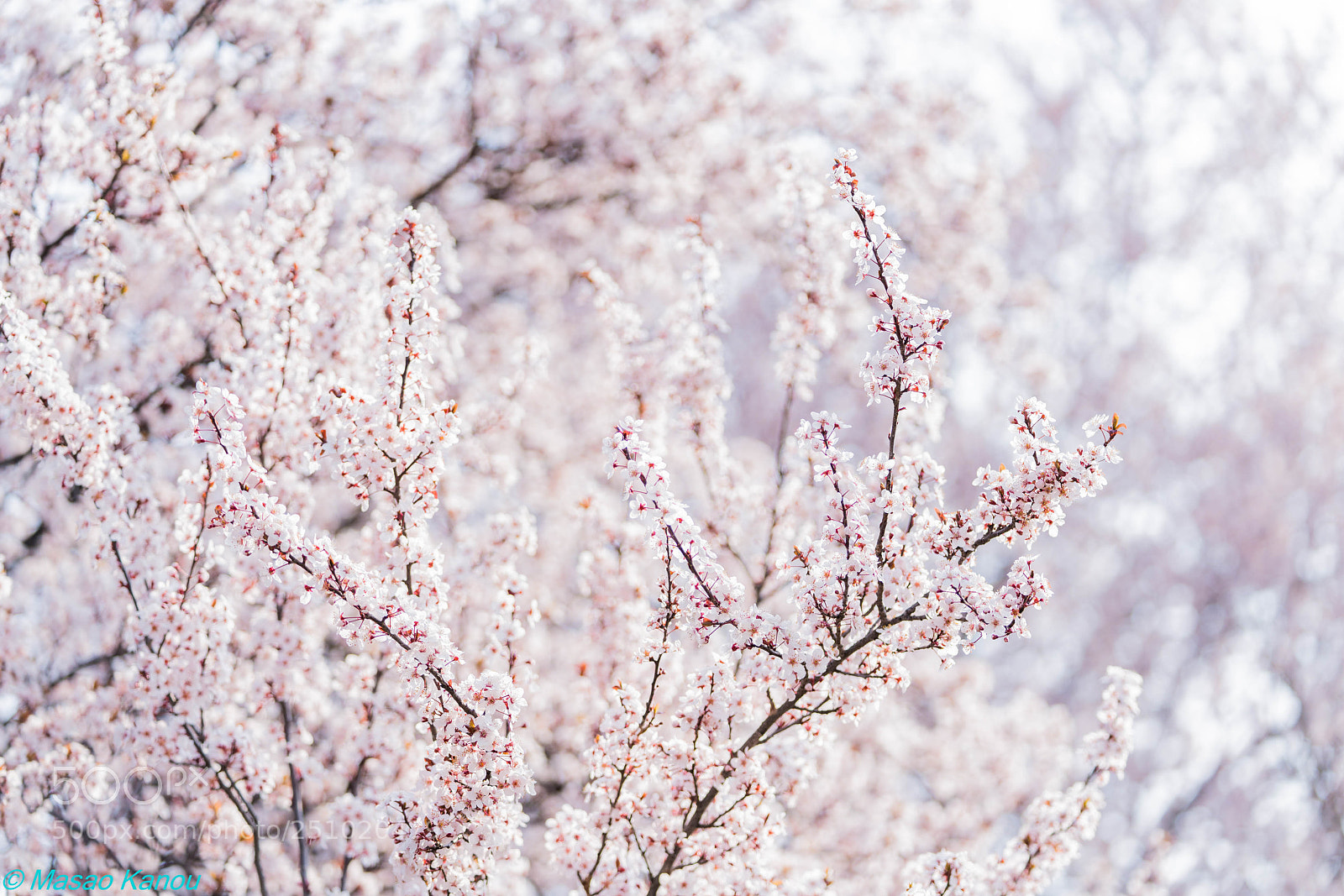 Sony a7R III sample photo. Momo-iro season photography