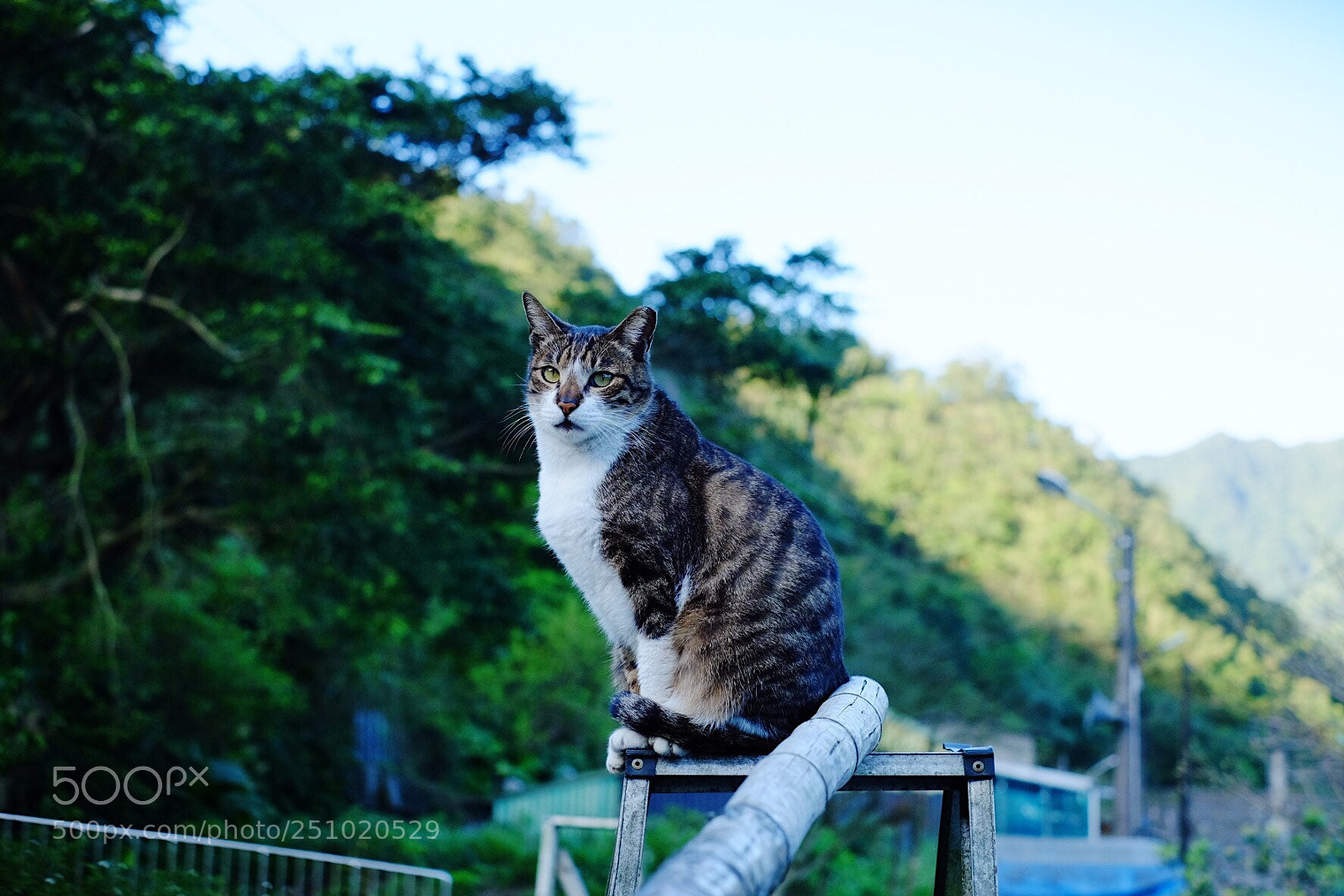 Fujifilm X-T10 sample photo. Cat photography