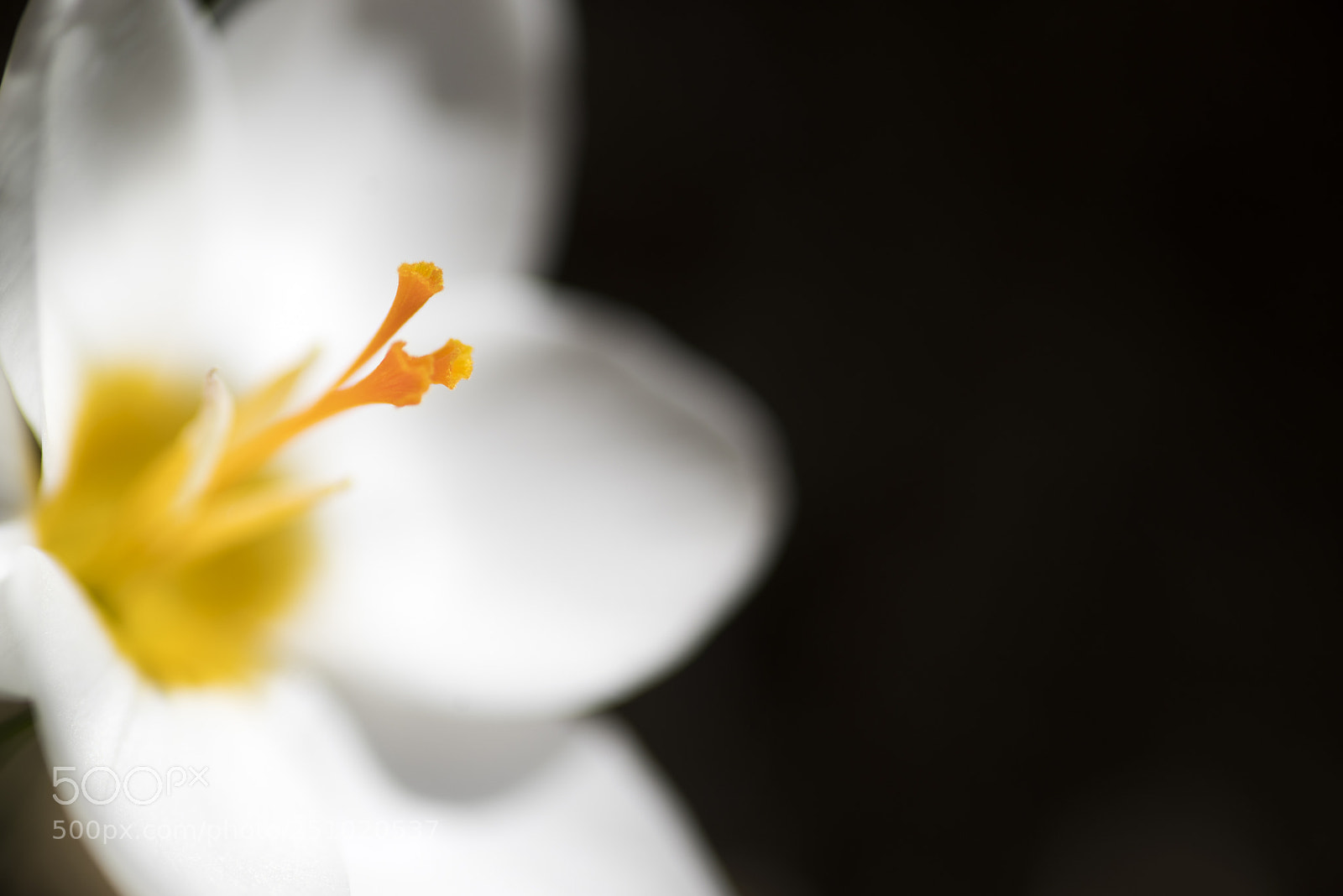 Pentax K-1 sample photo. Untitled photography
