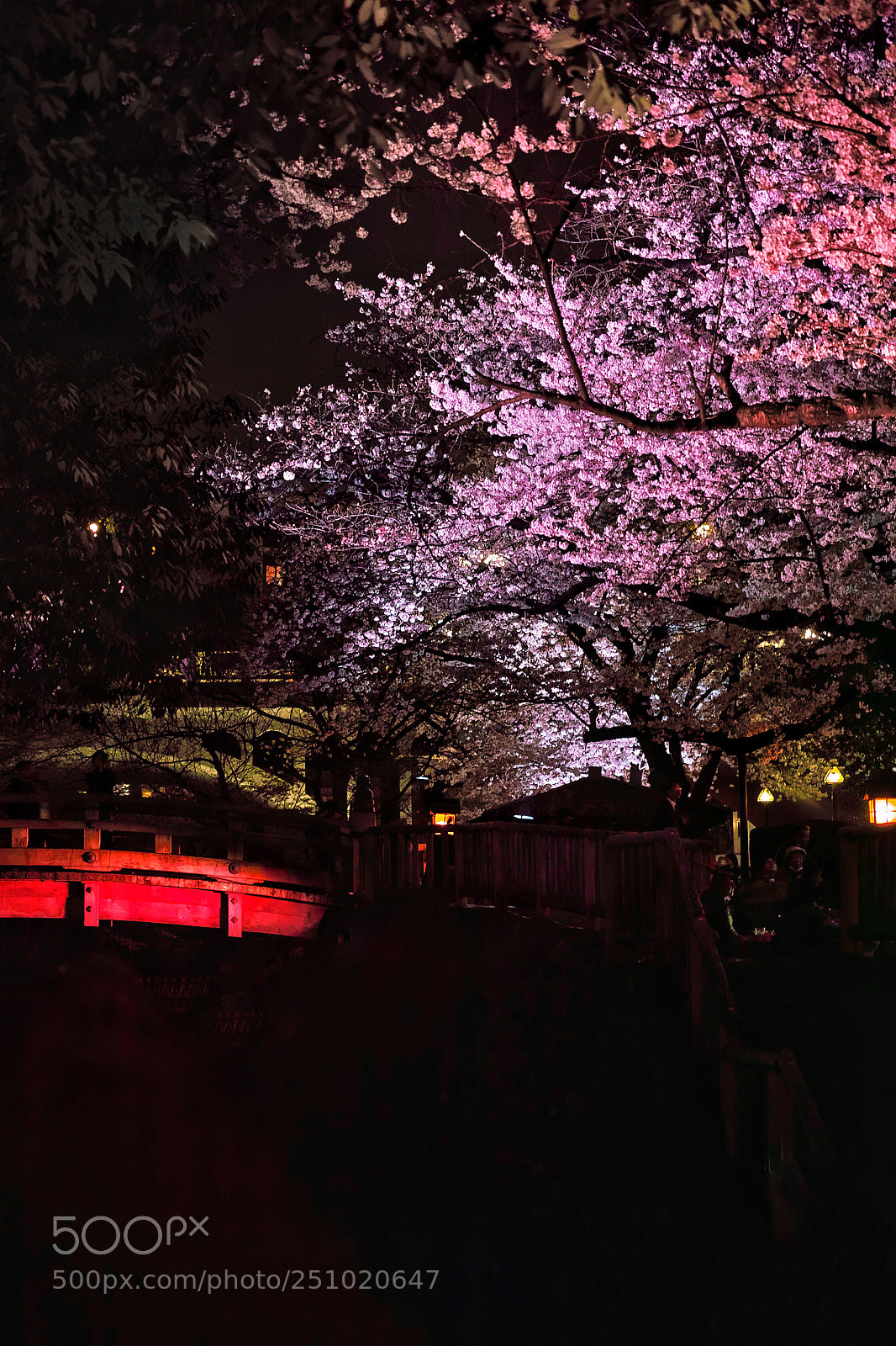 Sigma DP3 Merrill sample photo. Cherry blossoms are full photography