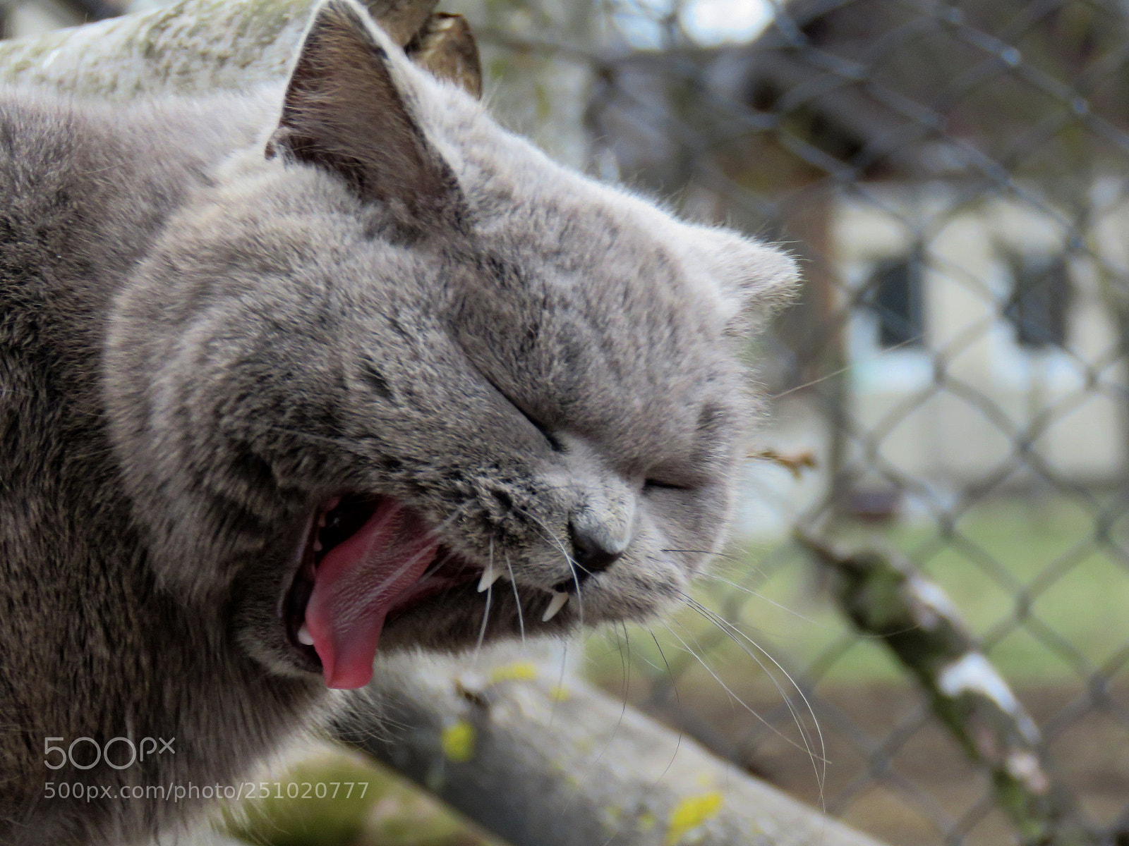 Canon PowerShot SX60 HS sample photo. Vampire photography
